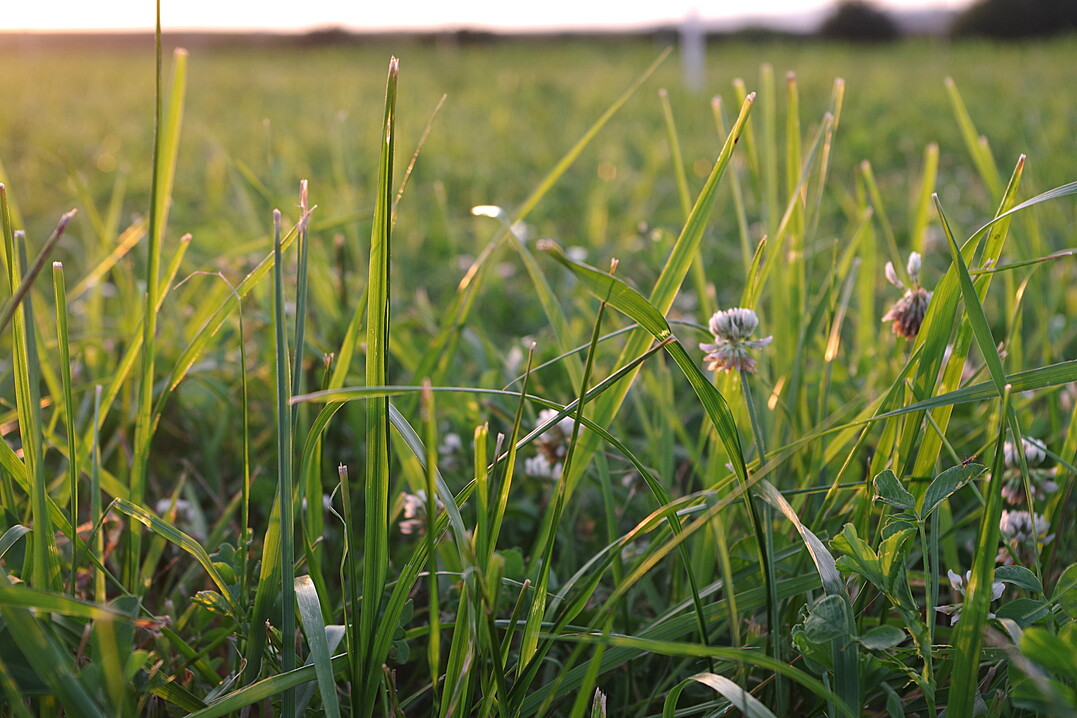 Hat sich hier im Gr�nland irgendwo der Ampfer versteckt? Eine Inspektion kann sich lohnen.