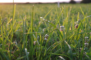 Hat sich hier im Grünland irgendwo der Ampfer versteckt? Eine Inspektion kann sich lohnen.