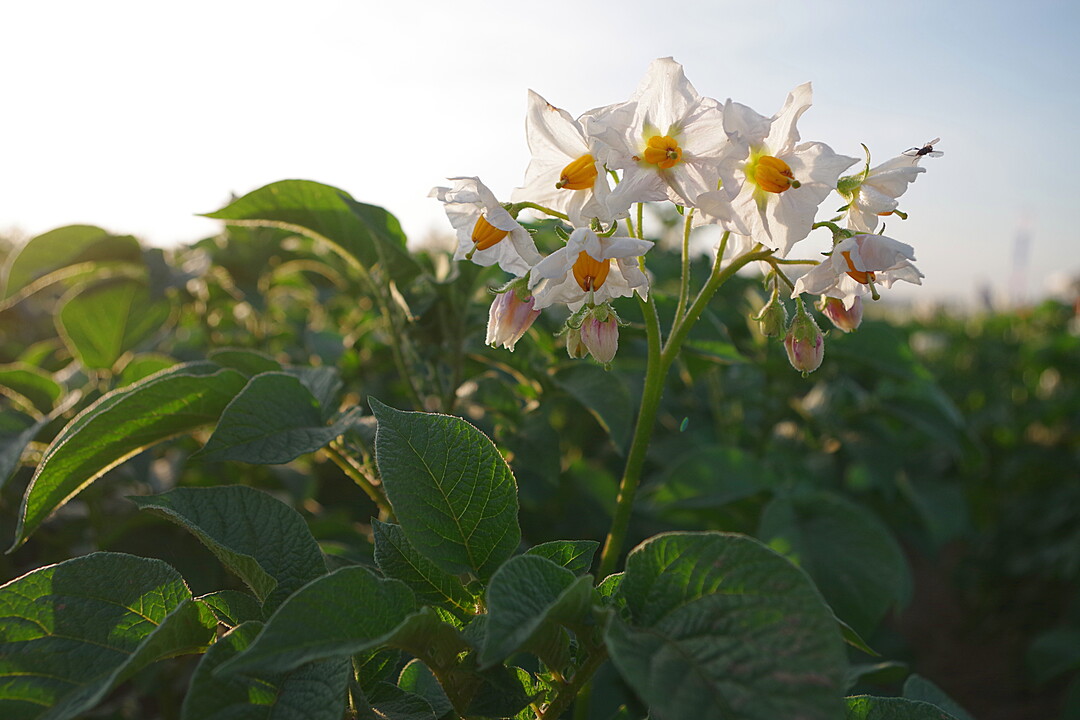 �ko-Kartoffeln auf den �ko-Feldtagen der DLG 2017.