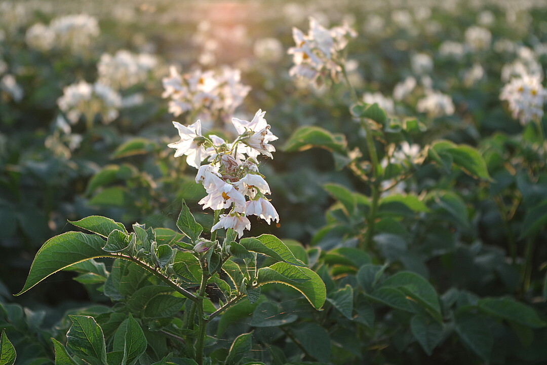 Deiquat wurde unter anderem im Mittel Reglone zur Krautabt�tung in Kartoffeln eingesetzt.