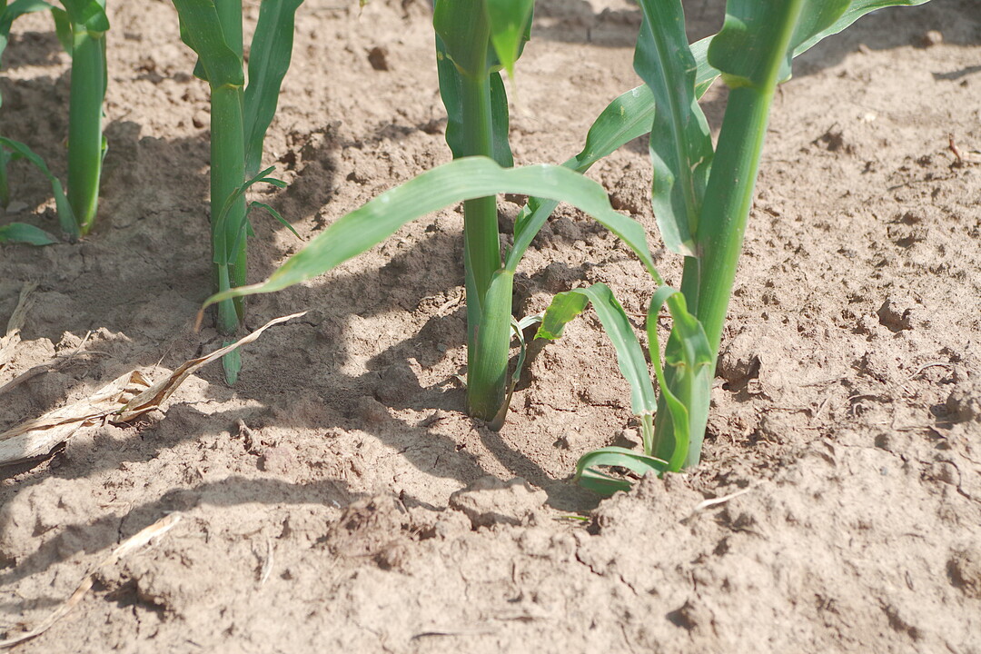 So sieht ein sauberer Maisbestand aus.