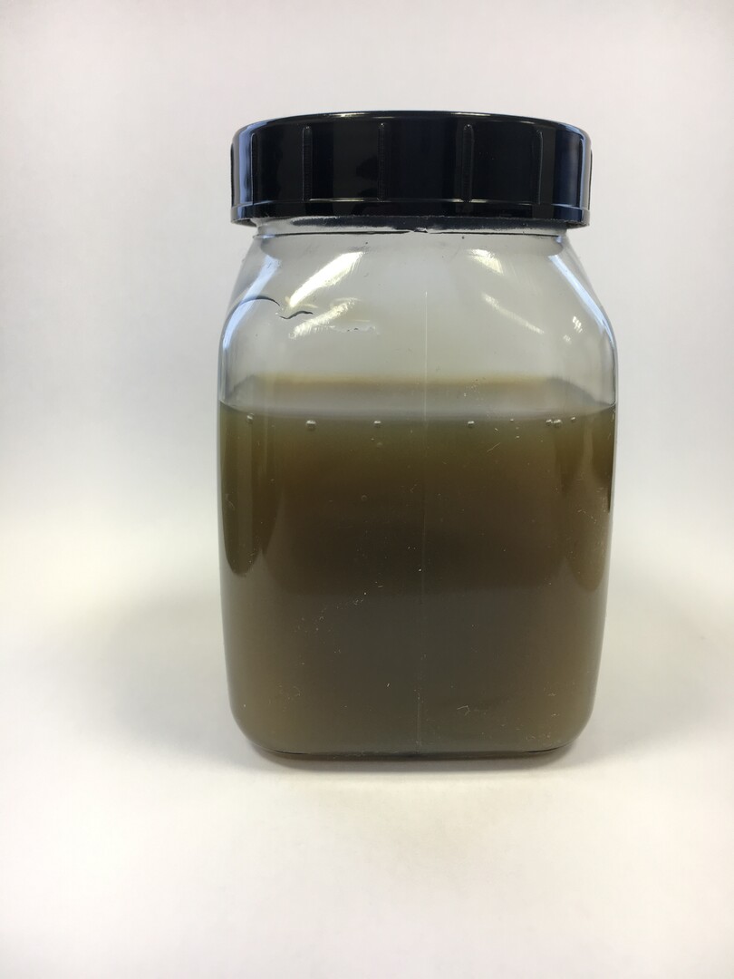 Frischer Extrakt aus einer Meeresalge mit typisch grün-brauner Färbung.