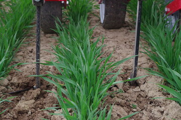 Beim Getreide hacken ist wichtig, dass das zwischen den Reihen gut umgr�bt, die Wurzeln der Hauptkultur aber unversehrt l�sst.