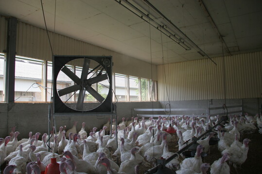 Die Ventilatoren können versetzt werden, durch eine höhere Luftrate wird ein Teil der Wärme aus dem Stall getragen.