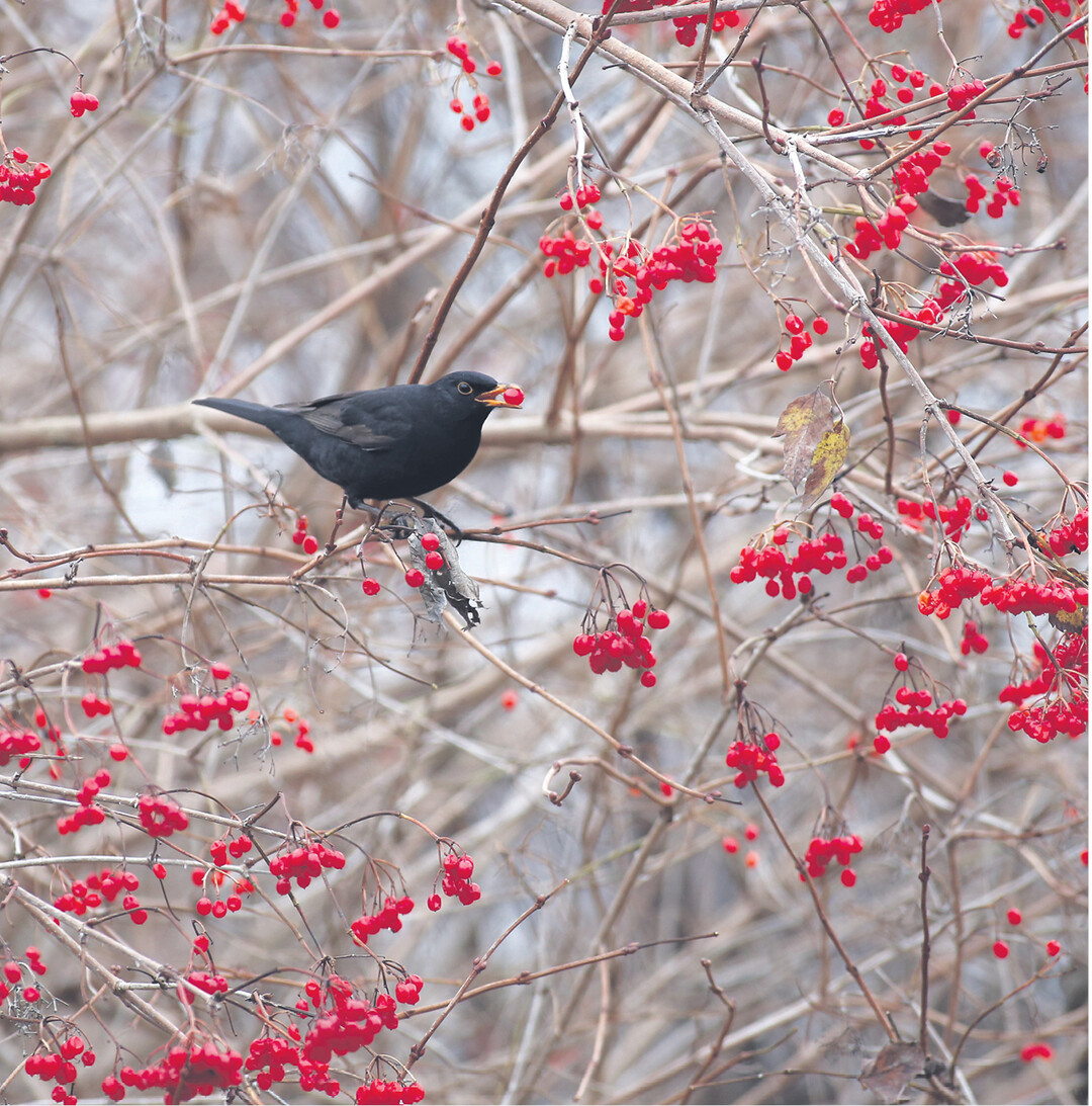 Rot ist die Farbe mit hoher Signalwirkung. Sie warnt oder lockt an, wie hier diese Amsel zum Festmahl. Die Natur hat das ganz listig eingerichtet: Auf diesem Weg werden die Samen in der fleischigen Frucht durch V�gel weiterverbreitet.