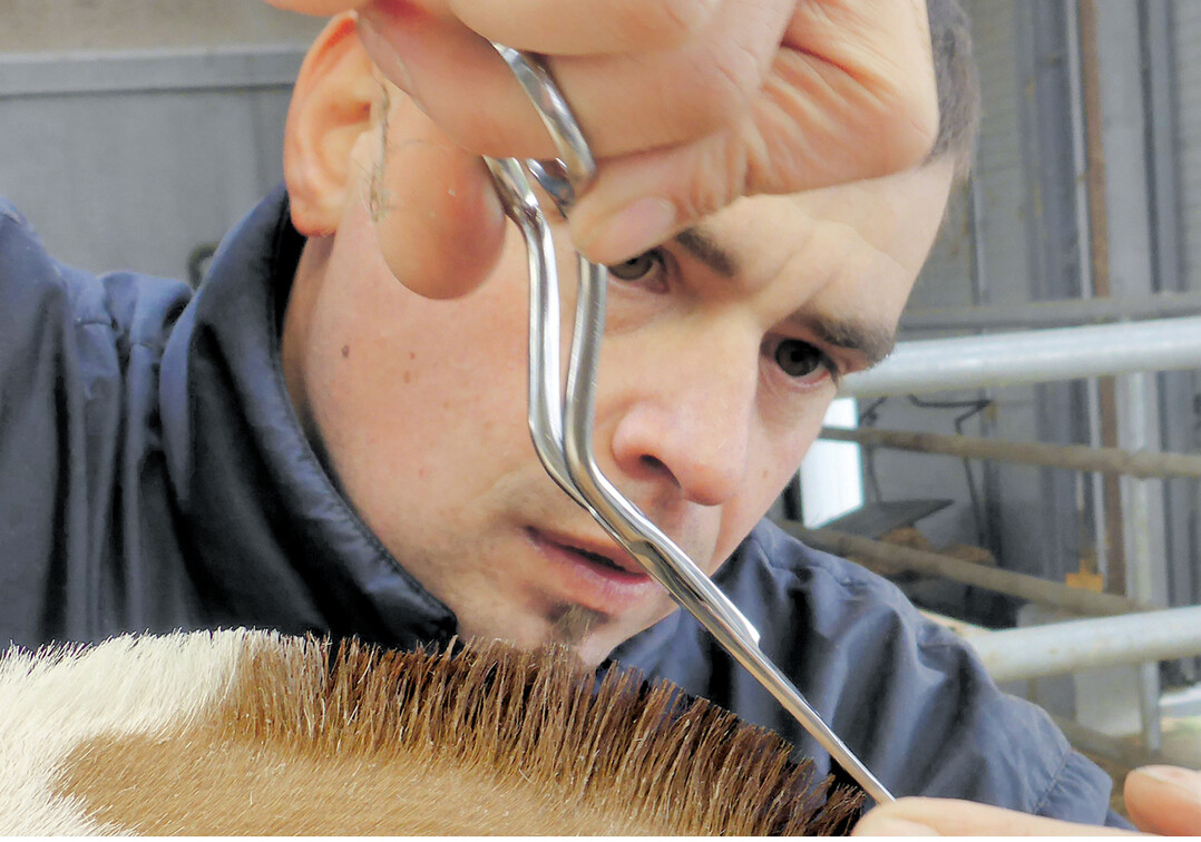 Als Kuhfitter braucht Uwe Bauer sehr viel Einf�hlungsverm�gen und eine ruhige Hand.