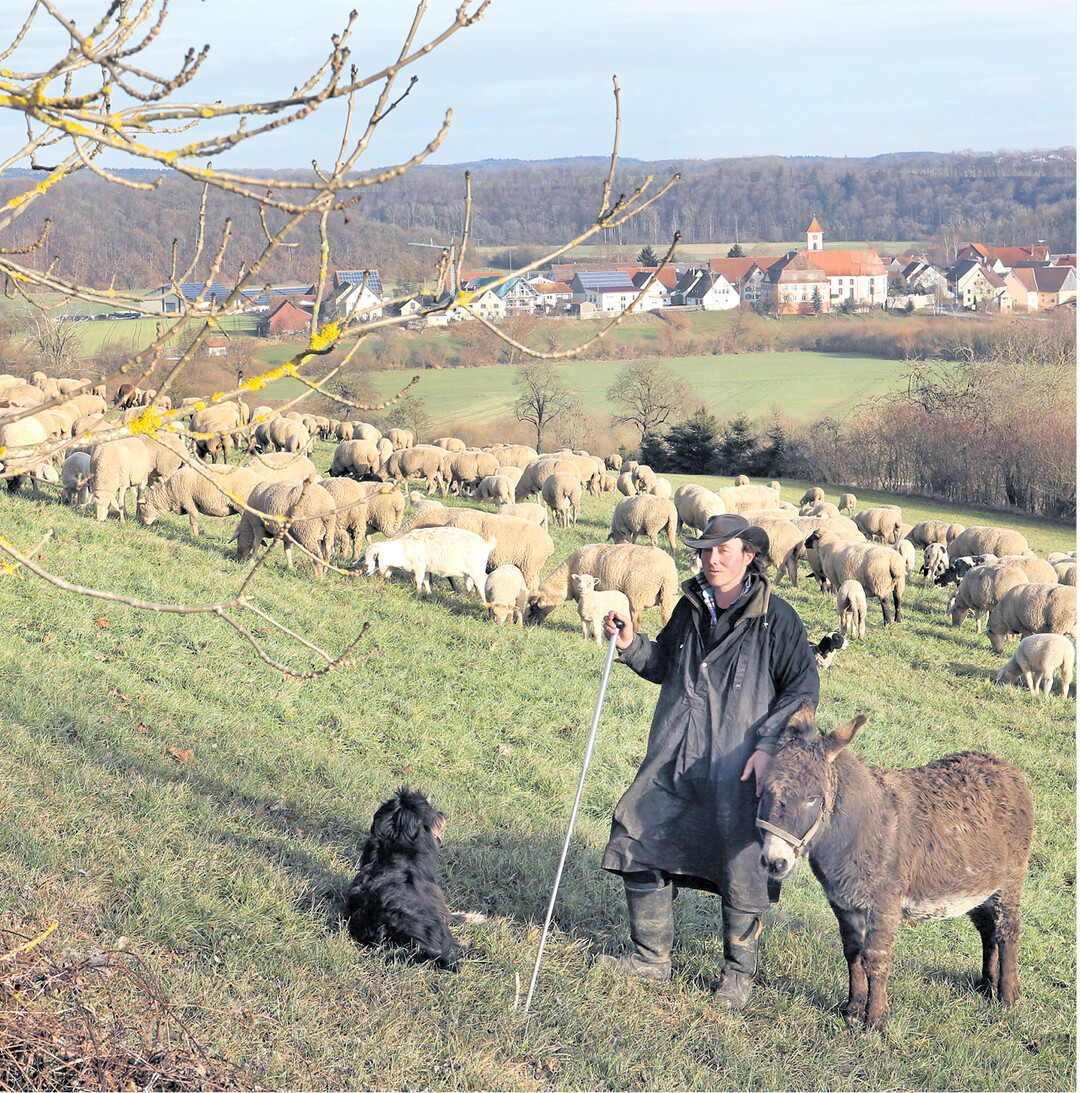 Den Schafen auf dieser Weide bei Zell-Bechingen k�nnen K�lte und N�sse nichts anhaben. Ihre fetthaltige Wolle sch�tzt sie bestens. Wer einen Lodenmantel aus gefilzter Wolle hat, wei�, wie sch�n der w�rmt. Jetzt haben auch einige Hersteller von W�sche und Outdoorkleidung die positiven Fasereigenschaften der Schafwolle entdeckt und bieten modische Textilien und Funktionsw�sche an.