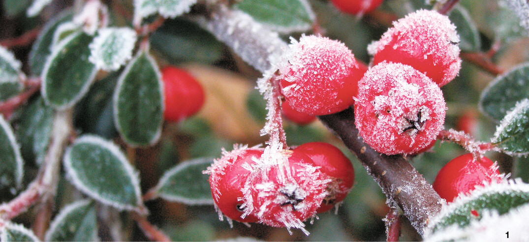 Von Raureif umh�llt, bezaubern die Beeren der Strauchmispel.
