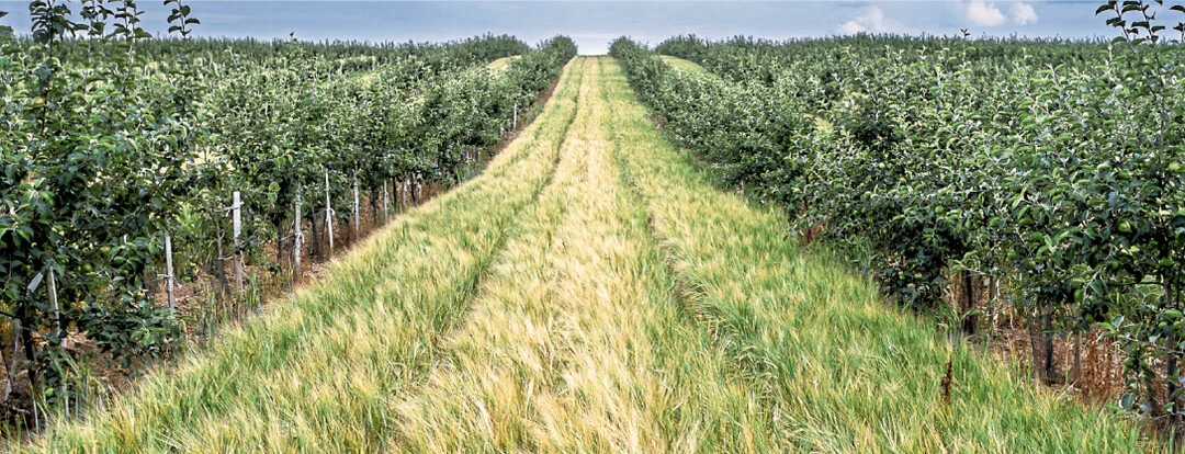 Moderne Agroforstsysteme k�nnen die Wertsch�pfung eines Standortes mittel- und langfristig steigern.