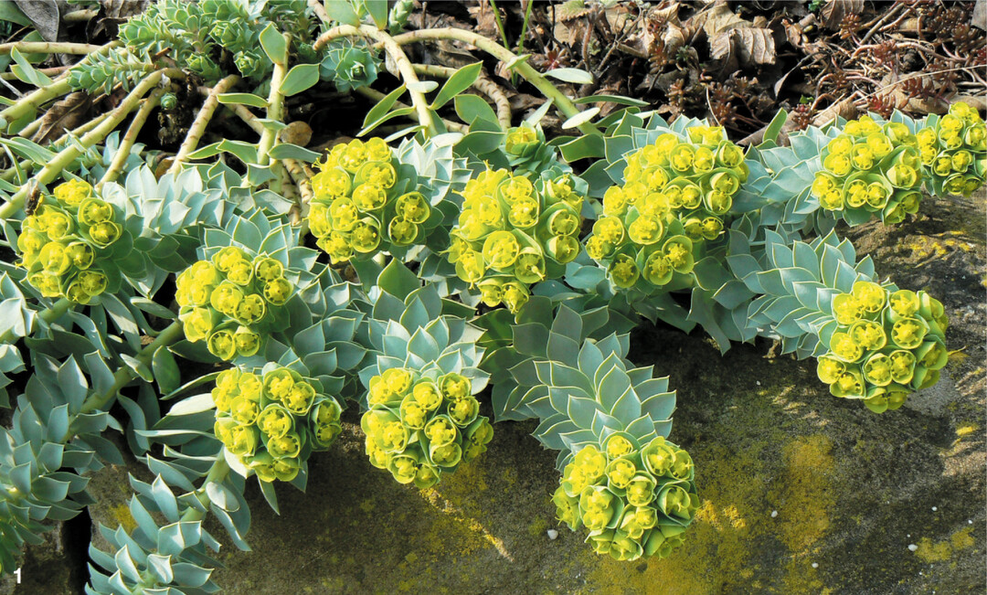 Die Triebe der Walzenwolfsmilch h�ngen dekorativ �ber Mauerkanten.