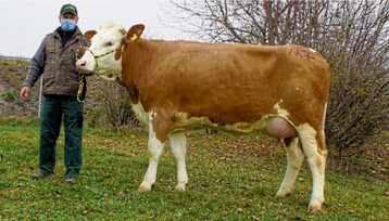 Den Tagesh�chstpreis erzielte diese Rauberg-Tochter vom Betrieb Rechner, Mudau-Reisenbach.