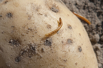 Ein Drahtwurmbefall kann die ganze Ernte unverk�uflich machen.&nbsp; In den vergangenen Jahren ist das zu einem ernsten Problem geworden. 