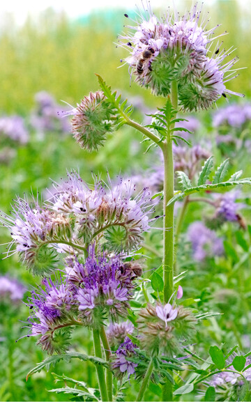 Durch das Eckpunktepapier soll noch insektenfreundlicher gewirtschaftet werden.