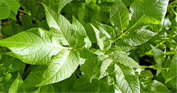 Unter anderem wurde auf dem Donaueschinger Kartoffeltag über die Gesundheit des Kartoffelkrauts und die Wirksamkeit von Fungiziden gesprochen.