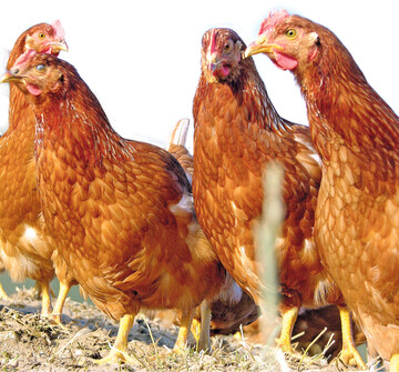 Legehennen werden optimal versorgt mit Futter, das die Nährstoffe in der Getreide- oder Maisration ergänzt.