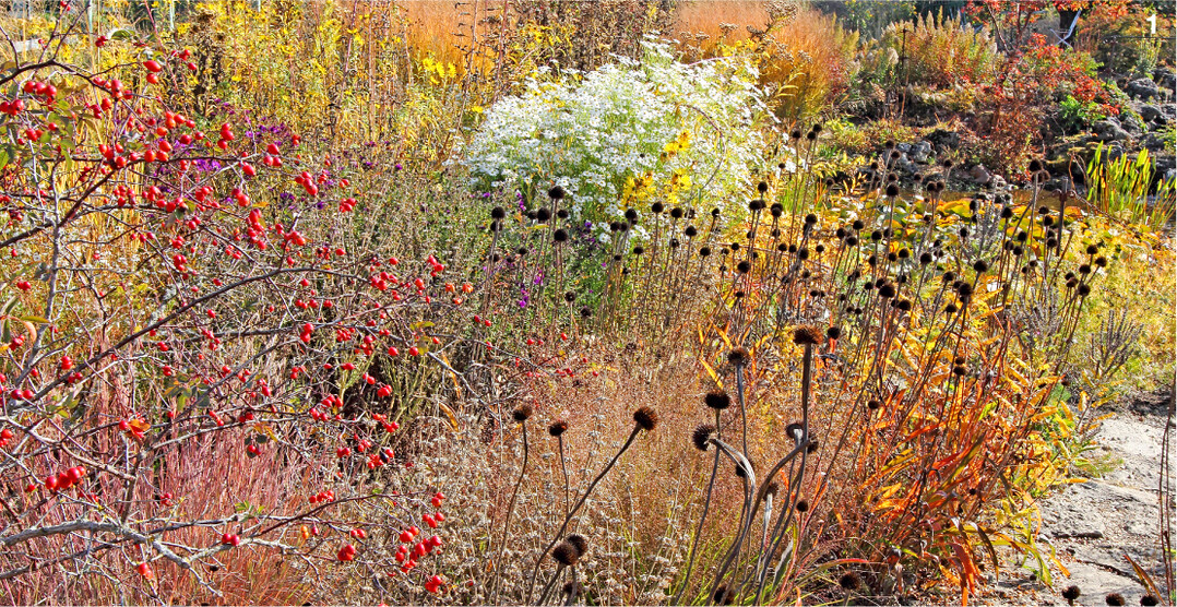 Auch im Herbst und Winter bietet eine solche Pflanzung reizvolle Aspekte.