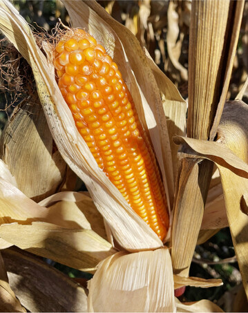 Hartmaisbetonte Sorten haben eine h�here Griesausbeute.