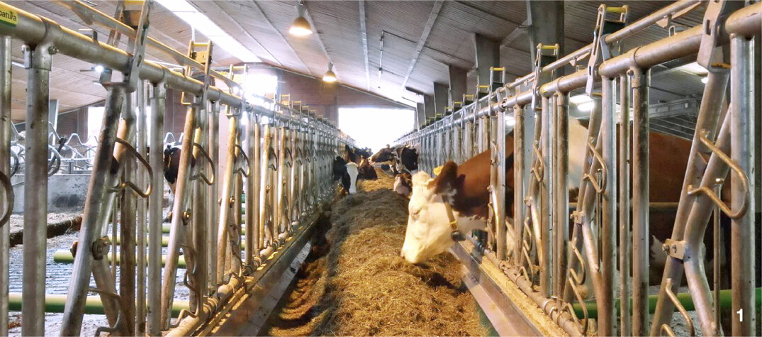 Z�gig f�ttern: Das schafft Familie Renz mit drei Futterb�ndern.