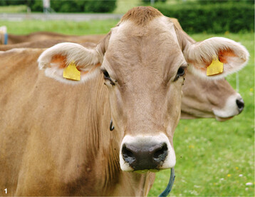 Besonders auf feuchten Weidestandorten wie im W�rttembergischen Allg�u und im Hochschwarzwald besteht ein erh�htes Risiko f�r Rinder und K�he, von Leberegeln befallen zu werden.