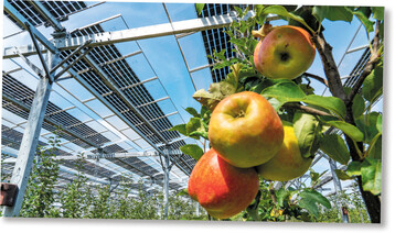 Agri-PV-Module schützen Pflanzen vor extremen Wettereinflüssen.