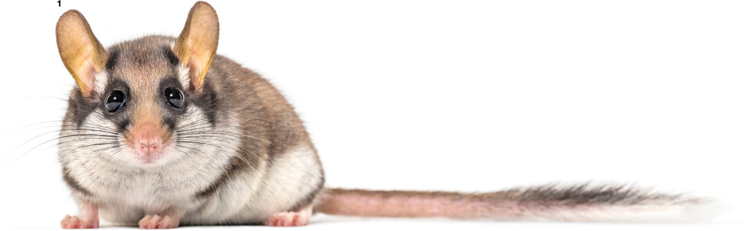 Der Gartenschl�fer ist ein Bilch  etwas Maus und etwas H�rnchen.