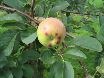 Calciummangel kann sehr fr�h zu Stippe an den Fr�chten f�hren.
