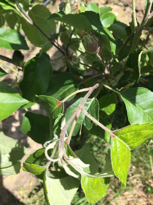 Austretender Schleim ist ein sicheres Erkennungsmerkmal für eine Feuerbrandinfektion.
