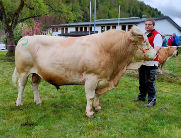 Siegerbulle Silbenap ist Besamungs- und Deckbulle. Er war der beste und schwerste Bulle der Schau.