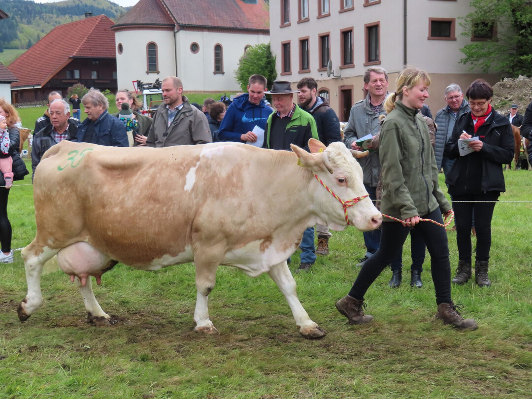 Altkuhsiegerin und Miss Hinterwälder "Galina" von Hubert Schätzle, Todtnau-Präg.