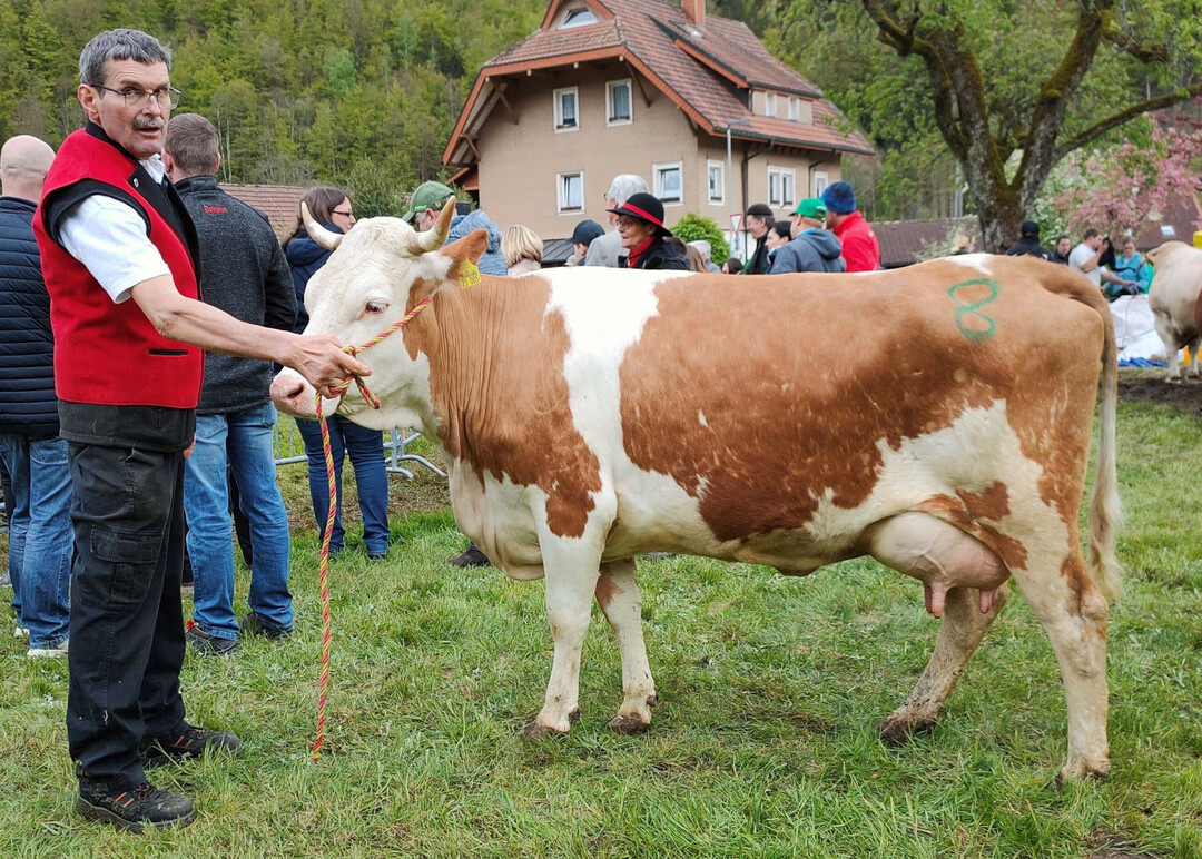 Aus sieben Kühen erlangte die Himnaxtochter Sabrina von der Schelshorn GbR in Bernau-Hof mit drei Abkalbungen den Sieg.