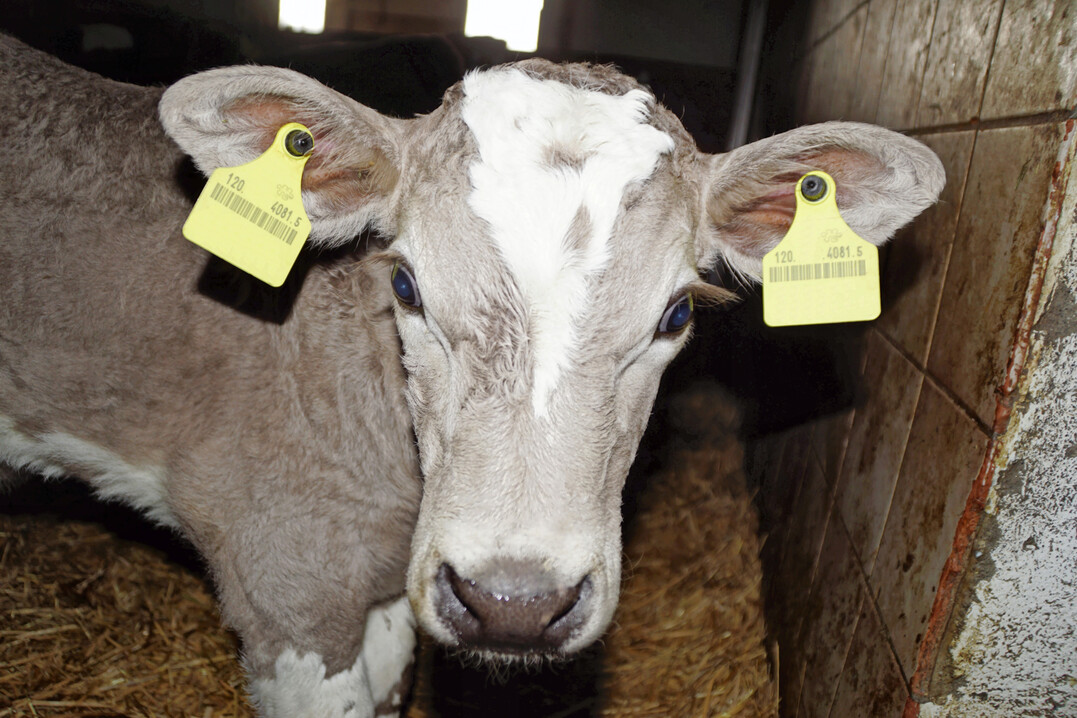 1 Gesunde K�lber sind aufmerksam und haben ein gl�nzendes Fell.