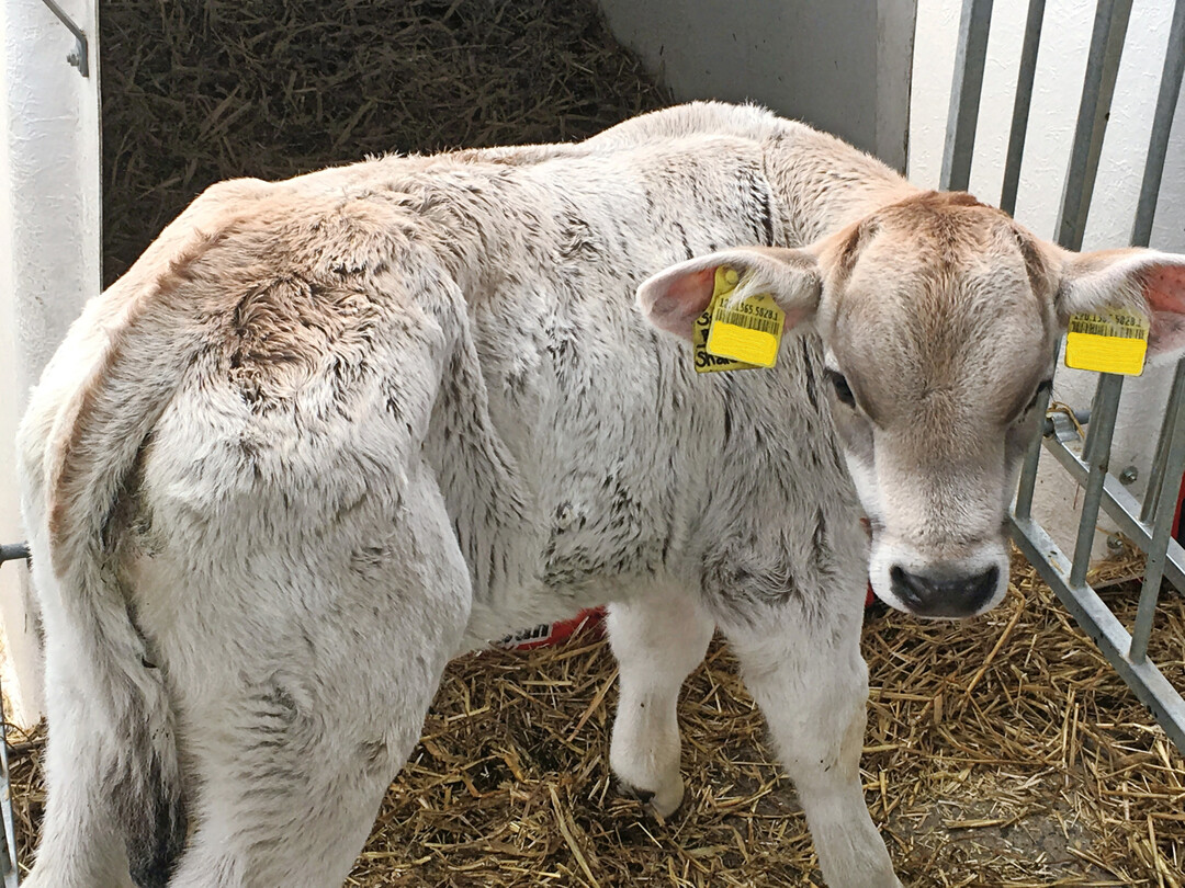 2 Krankes Kalb mit eingefallenen Flanken und zu gro�em Kopf.