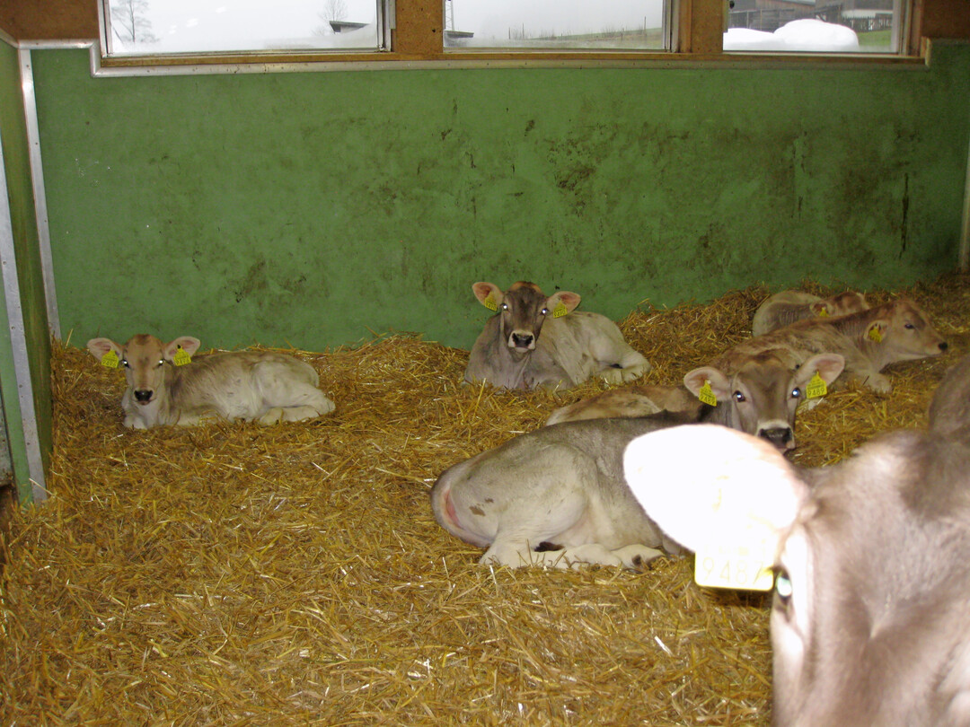 3 Gesunde K�lber: �Ich m�chte Ohren, nichts als Ohren sehen.�