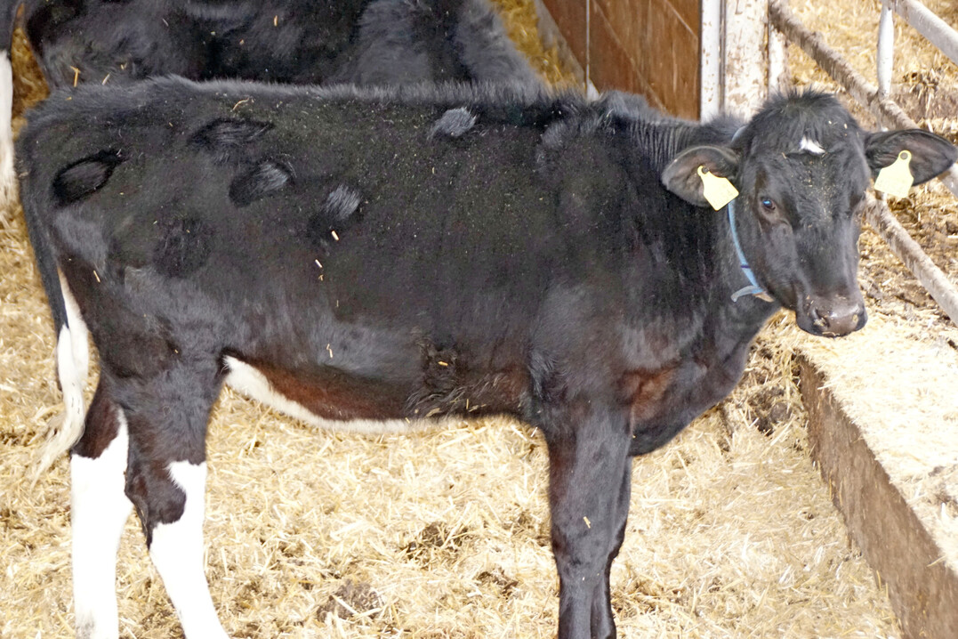 6 Leckstellen weisen auf eine Verdauungsst�rung hin.