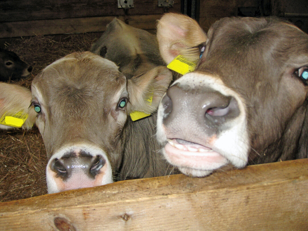 5 Augen- oder Nasenausfluss deuten auf eine Erkrankung hin.
