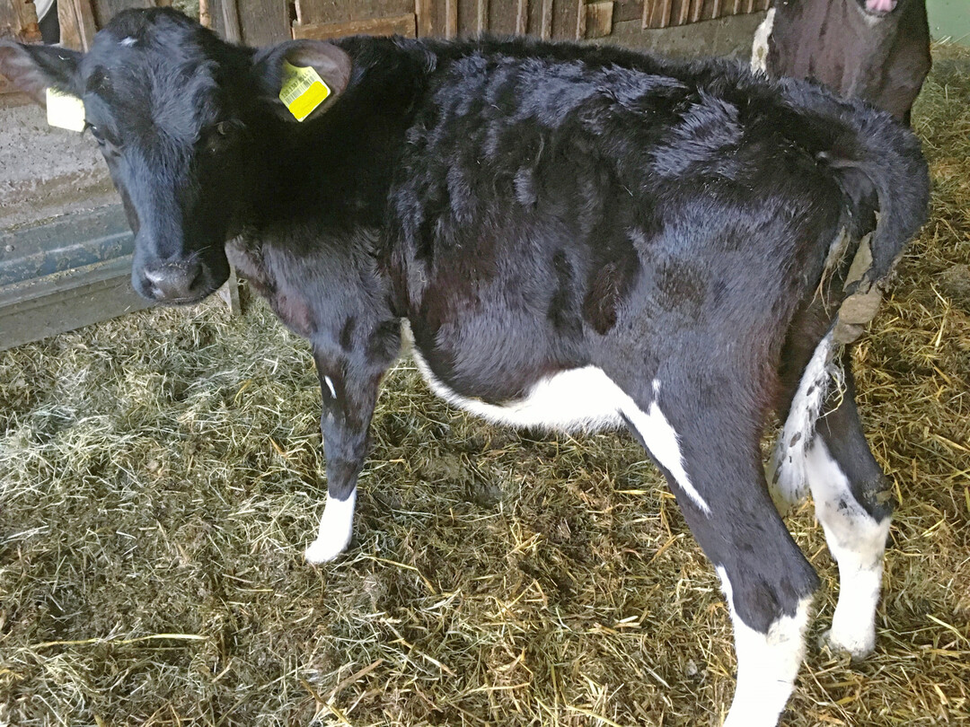 7 Kokzidienkalb: Ein dicker Bauch und dennoch geringe Zunahmen.