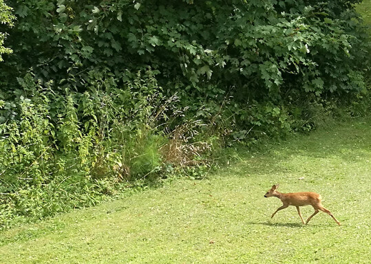 Junges Reh auf Futtersuche (�sung)