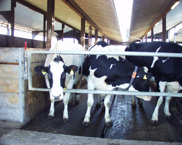 QM-Milch-Betriebe werden k�nftig als Pr�fsystem f�r das Herkunftszeichen Deutschland anerkannt. 