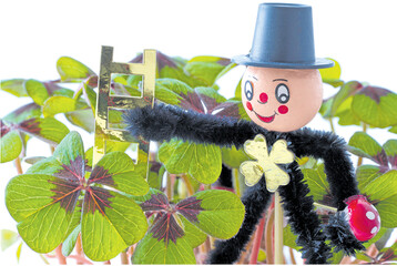 Der Vierbl�ttrige Sauerklee gilt als Gl�cksbringer zu Silvester.