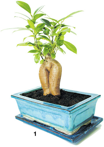 Typisch chinesisch sind Bonsai als Gl�cksbringer. F�r Anf�nger empfehlen sich Ficus-Arten.