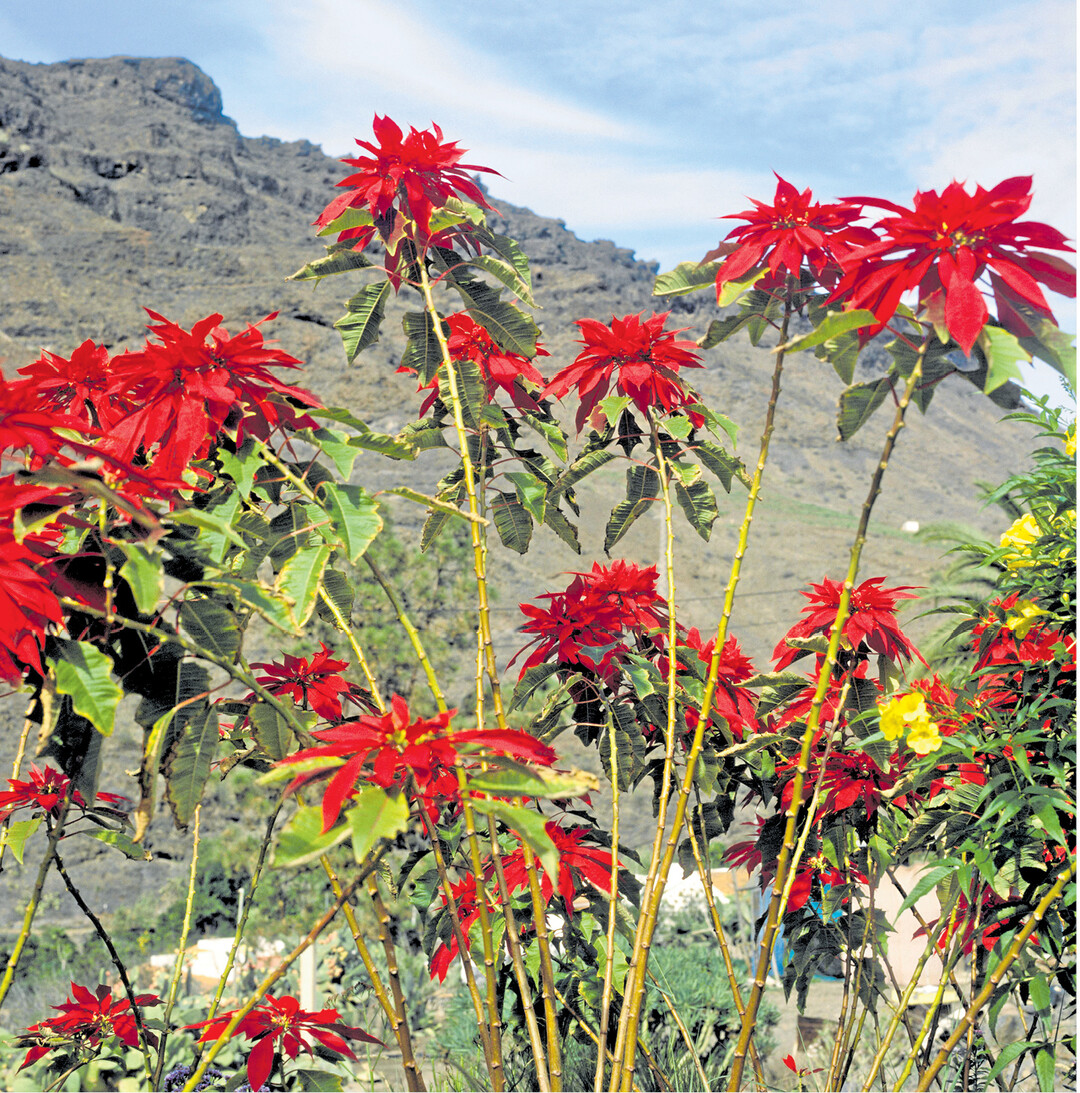 bild der woche Weihnachtssterne gibt es nicht nur im Blumenladen. Ursp�nglich stammen die Wolfsmilchgew�chse aus S�damerika. Mit Alexander von Humboldt gelangten sie nach Europa und auf die Kanaren, wie hier nach Teneriffa. Dass sie keine gr�nen Laubbl�tter haben, kommt in der �freien Wildbahn" recht h�ufig vor: Manche tropische Geh�lze und B�ume bl�hen erst, bevor die Laubentwicklung folgt. �brigens, die Bl�ten sind die kleinen gelben Knubbel in der Mitte der roten Hochbl�tter. Diese sollen nur die Best�uber anlocken.