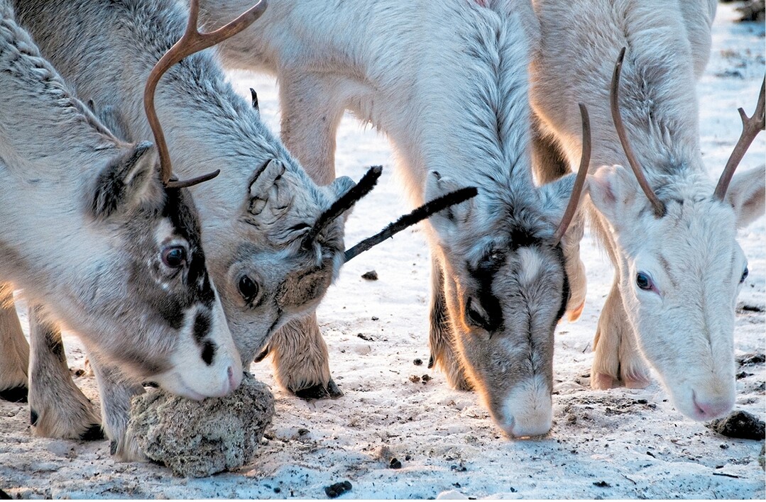 Moos ist f�r Rentiere ein echtes Leckerli. Zudem enth�lt es viele wichtige N�hrstoffe.