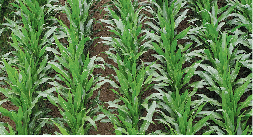 Die Blattstellung spielt beim Mais eine gro�e Rolle zum Regulieren des Wasserhaushalts. Foto: J. Klein