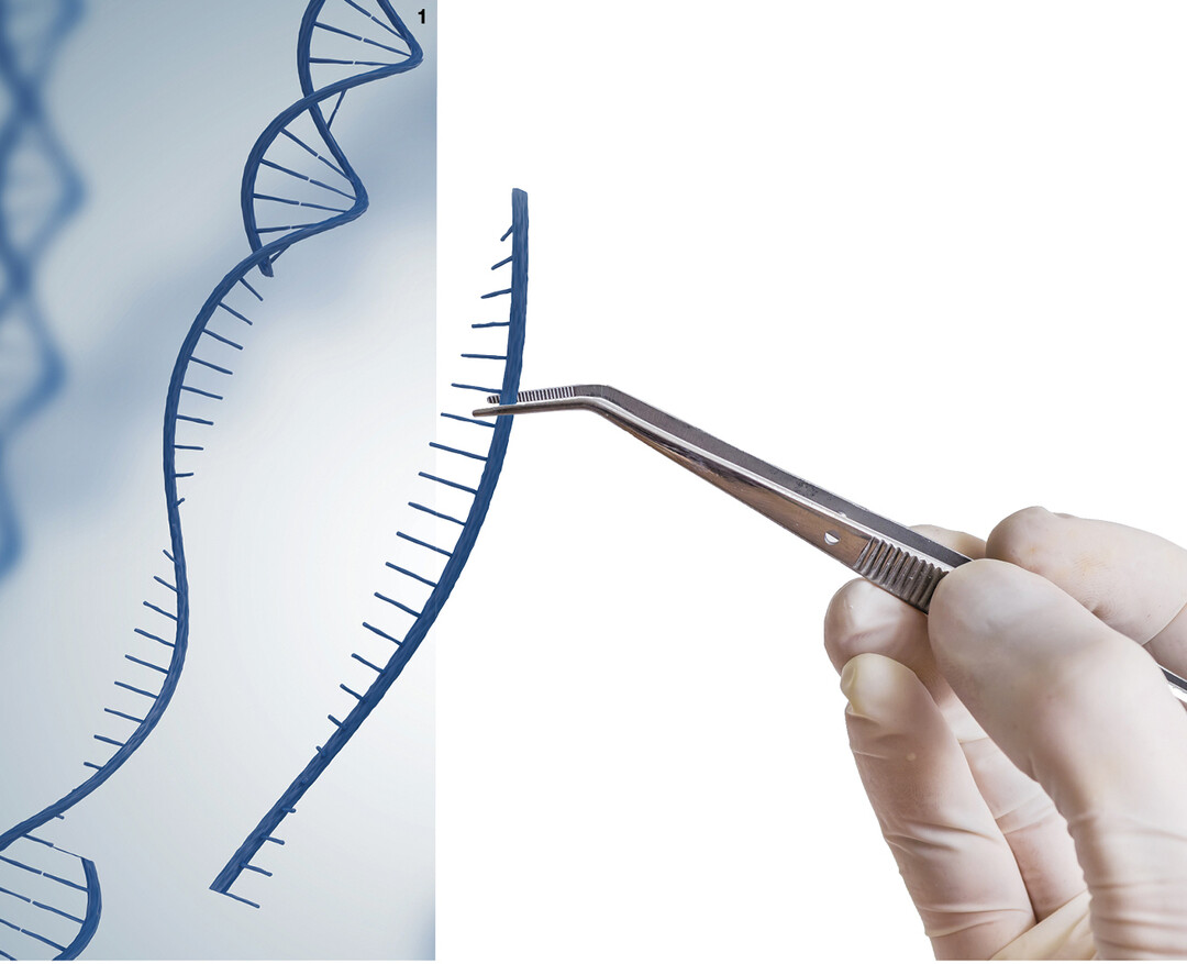Mit CRISPR/Cas k�nnen Pflanzen auch so ver�ndert werden, wie es durch klassische Kreuzungsz�chtung m�glich ist.