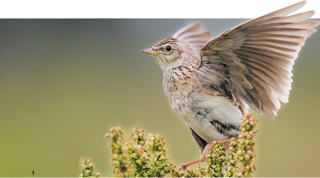 Die Feldlerche ist ein Charaktervogel der Agrarlandschaft.