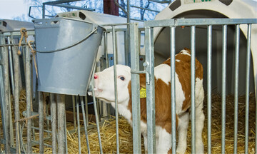 1 Ob Sauermilch- oder Joghurttränke: Kälbern schmeckt angesäuerte Milch. Sie nehmen davon viel auf und legen täglich kräftig an Gewicht zu. Das zeigen die Ergebnisse eines Fütterungsversuchs an der Hochschule Weihenstephan-Triesdorf.