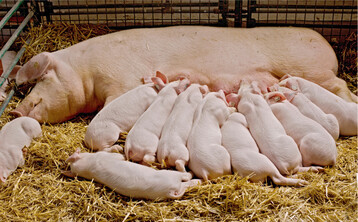 Die Ferkelpreise liegen weit unter der Vollkostendeckung und verzeichneten seit Mitte 2020 �berwiegend negative Deckungsbeitr�ge.