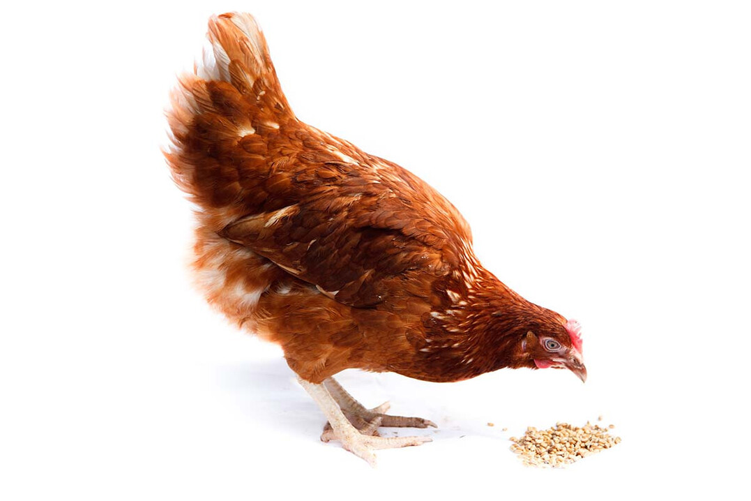 Es liegen neue Testergebnisse f�r Legehennenfutter vor.