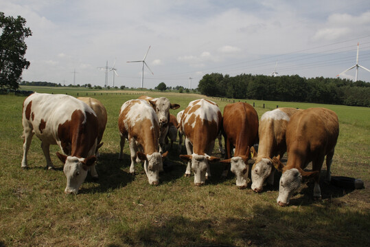 2 Mutterk�he k�nnen wie Schafe durch Landschaftspflege einerseits dazu beitragen, dass B�den nicht degradieren und f�r nachfolgende Generationen erhalten bleiben, andererseits schaffen sie Kulturlandschaften und damit Erholungsgebiete f�r die Menschen.
