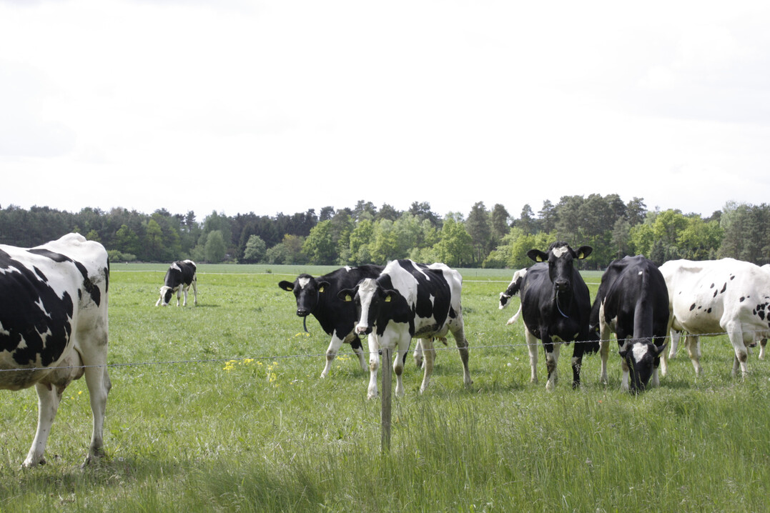 1 Eine wichtige �kosystemleistung von Milchk�hen ist die Versorgung von Menschen mit hochwertigen Nahrungsmitteln wie Milch.